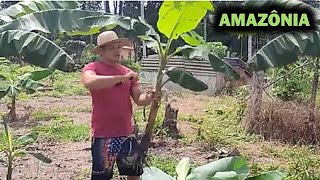 INICIANDO MINHA PLANTAÇÃO DE BANANA NO SÍTIO + Dicas de Cultivo para ter Sucesso!