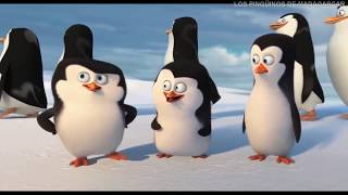 Los Pingüinos de Madagascar 💈 "¡Kowalski, Rico! inicien vigilancia aérea" 💈 AJClips 🐧