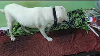 Labrador dog home atrocities funny| #dog #dogs #doglover #pets #labrador #funnydogs #puppy #lol