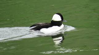 Bufflehead