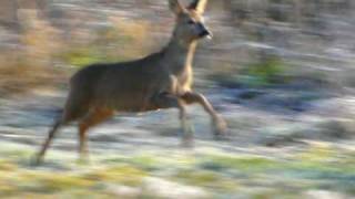 Running deer