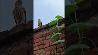 kya aapko pata hai iss parinde ka naam☺️#garden #nature #birds #ytshorts #SSDnatureslover #gardening