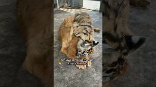 These Tigers were raised by a golden retriever 🌟 - 🐱🐶road to 100k SUBSCRIBE‼️*repost*🐕