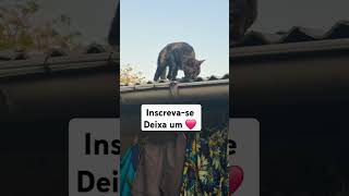 #motivacional #reflexao #emojichallenge #gatos #viralvideo #adoteumgato#adote #pets #adoteumgatinho