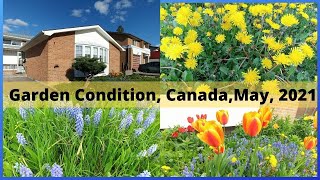 Present Condition Of My Garden # Garden Update # Canada, May, 2021