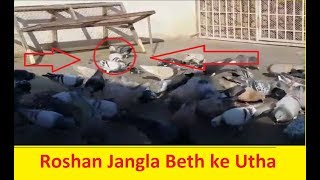 Pigeons Trap || Roshan jangla kabootar beth ke utha