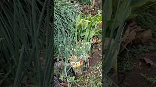 Fertilizing Leeks || Pemupukan Tanaman Daun Bawang