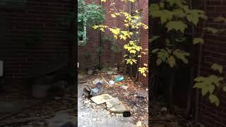 ABANDONED SCHOOL WHERE BODY WAS FOUND #shorts #abandoned #urbex #crime #scary #creepy #school #death