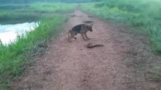 Dog bites electric eel and got shocked