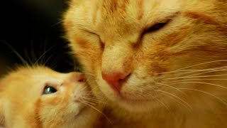 شاهد اجمل والطف واروع  القطط في العالم -  The Most lovely Cats Ever