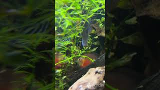 Discus Fish Spawning in a Planted Tank (2024)