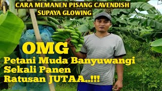 Cara Memanen Pisang Cavendish Supaya Jadi Glowing