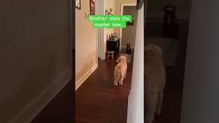 Doodle Doggie Tales- Part 74 “Little Bothers…” #shortvideo #shortsfeed #dogs #brothers #shorts