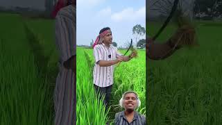 Finish My Rice 🌾🍚 भैस 🐂😀 #shorts #ytshorts #cow #comedy #funny #farmer #rice #trending #reaction