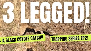 2 very odd coyotes caught on the trapline!