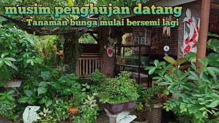 musim penghujan datang // Tanaman depan rumah mulai hijau