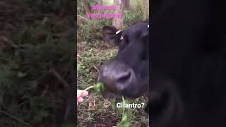 Moo Moos Try Cilantro 🐄