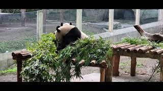 Panda exhibit in Chongqing #panda #pandabears #chongqing