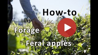 Foraging for Feral Apples in Hartley NSW