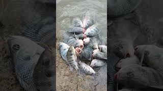 Lots of fish tied with thread and hanging into the small stick