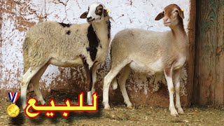 جوج خروفات ملاحة .. لـلـبـيـع🏅🐑