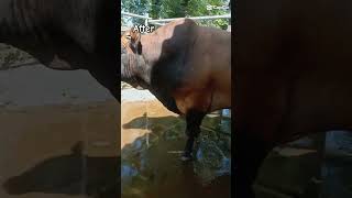 before three years And after. #dairy #before #after #animals #dairyfarming #farming #bull #calf