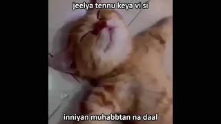 Jheela Lahore 😂 | #reels #trending #viral #ytshorts #food #lahore #jheela #mohabbat #cat #catmemes