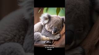 Did You Know About Koala #didyouknow #information #youtubeshorts #koala