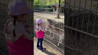 #shorts #feeding #animals #zoo