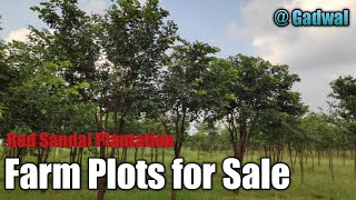 Farm Plots for Sale at Gadwal # P53 || Red Sandal Plantation || Erravalli X Road to Gadwal road ||