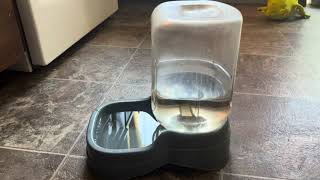 Review of Petmate Pet Cafe Waterer Cat and Dog Water Dispenser 4 Sizes