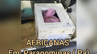 Gigantes africanas em Paragominas