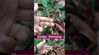 BENTUK BUNGA POHON BENUANG Octomeles sumatrana