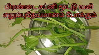 பிரண்டை சட்னி எலும்பு தேய்மானம் மூட்டு வலி போக்கும் / adamant creeper chutney/ pirandai chutney -