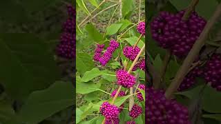 Beautyberry Season