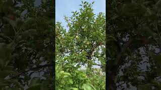 Apple Trees at Downsview Park