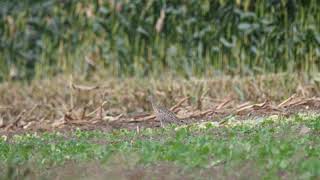 Großer Brachvogel auf dem Feld bei Lüptitz / Zschorna