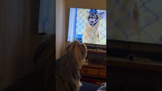 Seu cachorro assiste TV? #pets #tvdogs #cachorro #petsaudavel #cuidadopet #cachorros #memes