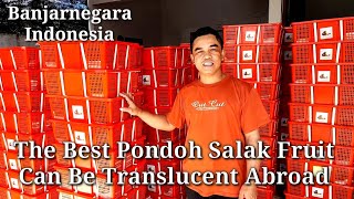 Best Specs Pondoh Banjarnegara Salak Fruit for export to Cambodia