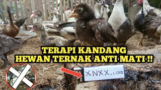 LAKUKAN INI..INSYAALLAH ENTOK,AYAM ANTI MATI