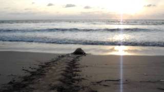 Olive Ridley Sea Turtle returns to the Sea - Playa Grande.