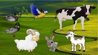 Happy Animal Moments Familiar Animal Sounds Cow Goat Bird Rabbit Sheep Duck Animal Videos