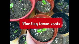 How to plant lemon seeds in a container? (Paano magtanim ng lemon seeds sa paso?)