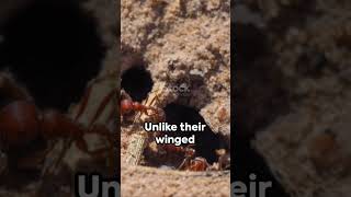 Velvet Ants 🐜🦗🦗