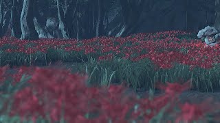 Sea Of Red GHOST OF TSUSHIMA PART 21