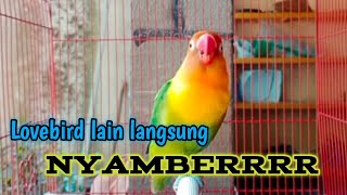 pancingan Lovebird bunyi _Lovebird lain langsung nyaot