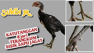 Ayam bangkok siaik sapu jagad #katurangganayam #ayambangkokindonesia