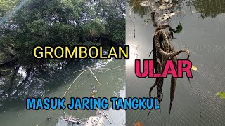 Banyak ULAR Masuk Jaring kok bisa  || the snake enters the net