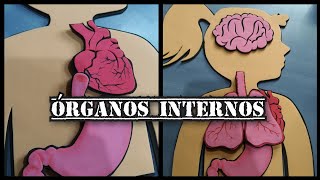 Cerebro, pulmones, corazón y estómago  #manualidades #diy