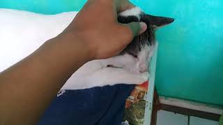 KUCING PIJAT (catlovers masuk) #catlovers